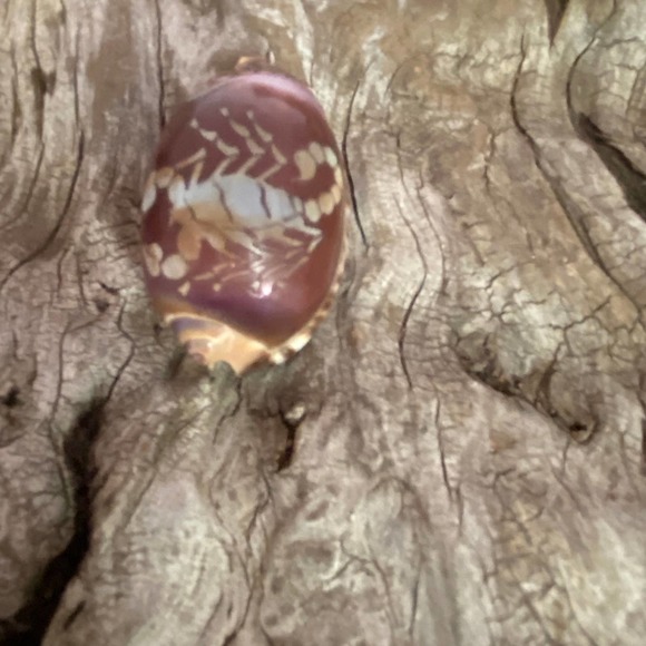 Scorpio Cowrie Shell Necklace Pendant Vintage 70's Etched Beach Souvenir Zodiac - Picture 3 of 7